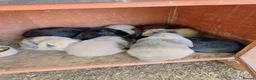 Mini Lop rabbits for sale: Rabbit  - Advert 3