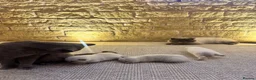British Shorthair cats for sale: FULL PEDIGREE SHORTHAIR KITTENS IN THE COTSWOLDS - Advert 8