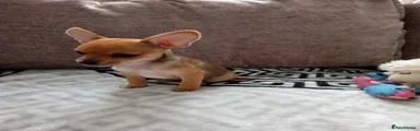 Miniature Pinscher 1