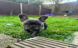 French Bulldog dogs for sale: French bulldog puppies, 4 girls and 3 boys - Image 4