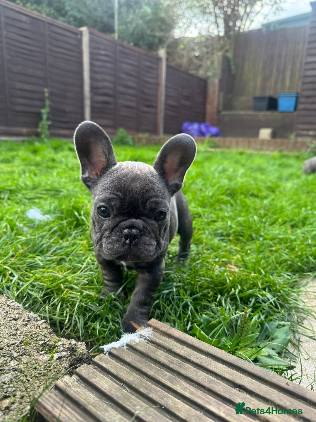French Bulldog dogs for sale: French bulldog puppies, 4 girls and 3 boys - Image 4