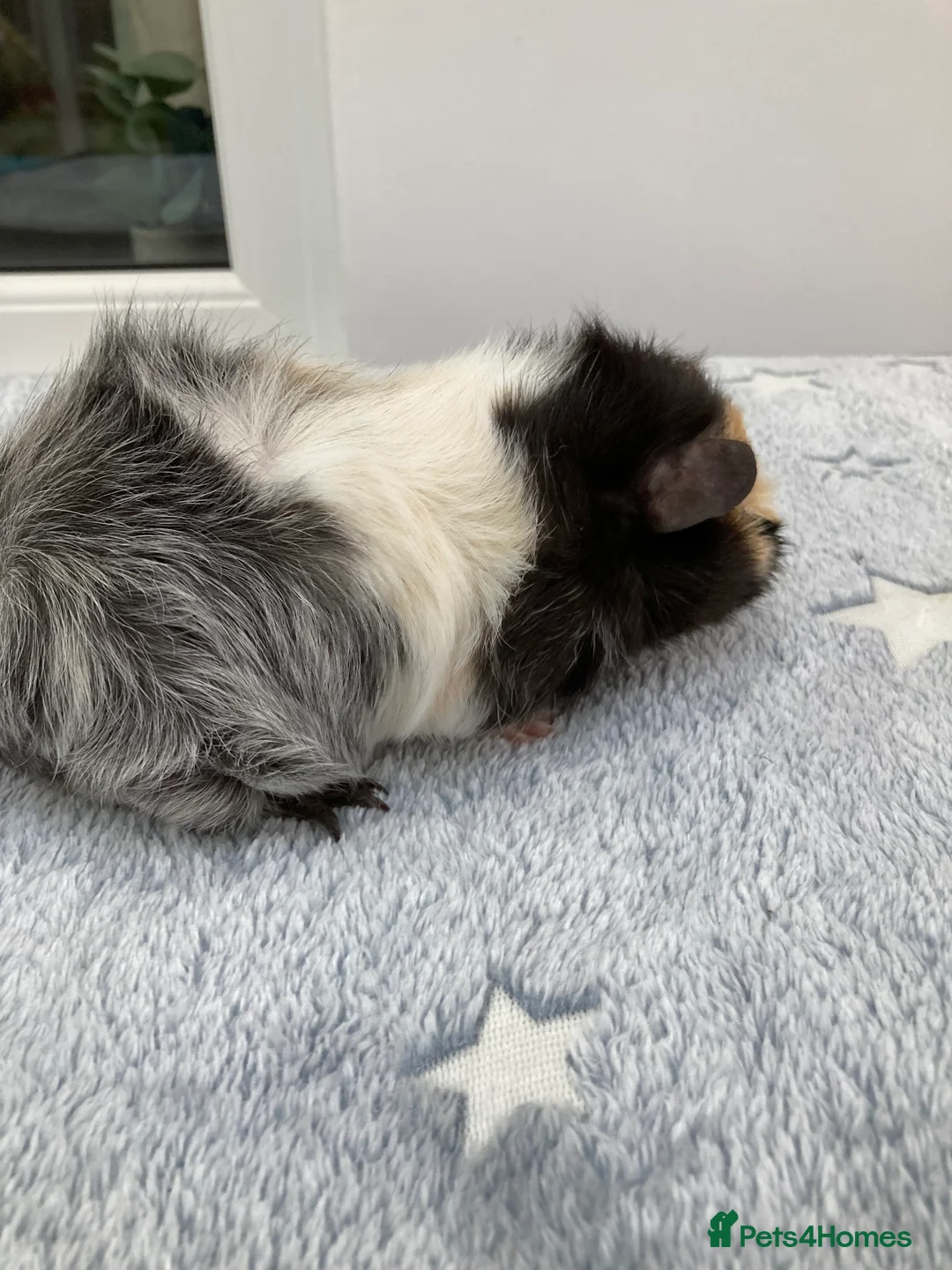 Guinea Pig rodents for sale: Pretty roan sow  - Advert 2
