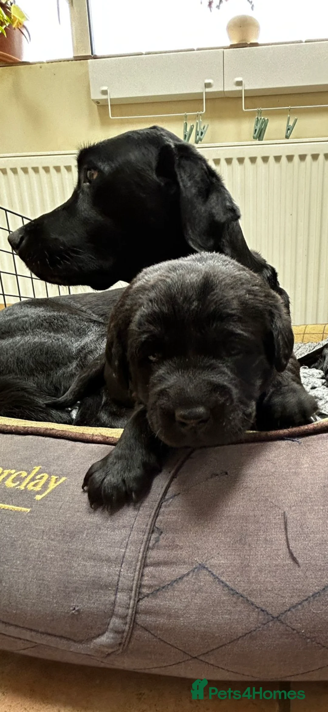 Labrador Retriever dogs for sale: KC REG TOP BREEDING HOME PUPPIES- 2 LEFT! - Advert 6