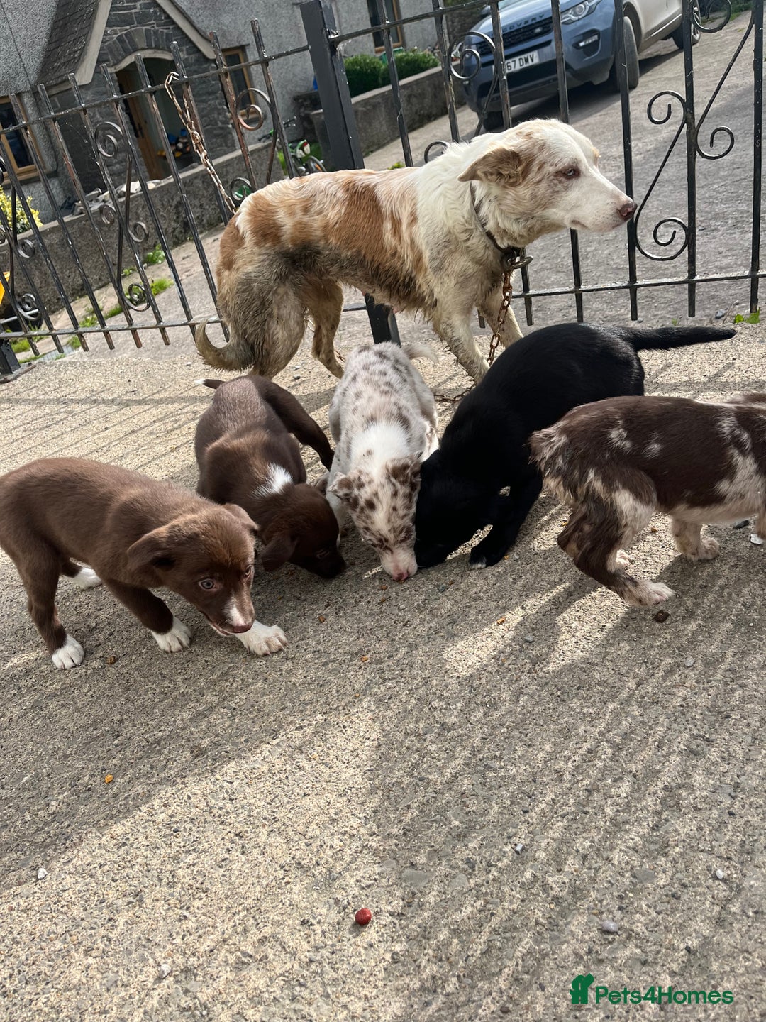 Mixed Breed dogs for sale: Border Collie girl - Image 3
