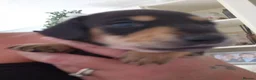 Dachshund dogs for sale: Beautiful KC Registered Dachshund puppies  - Advert 2