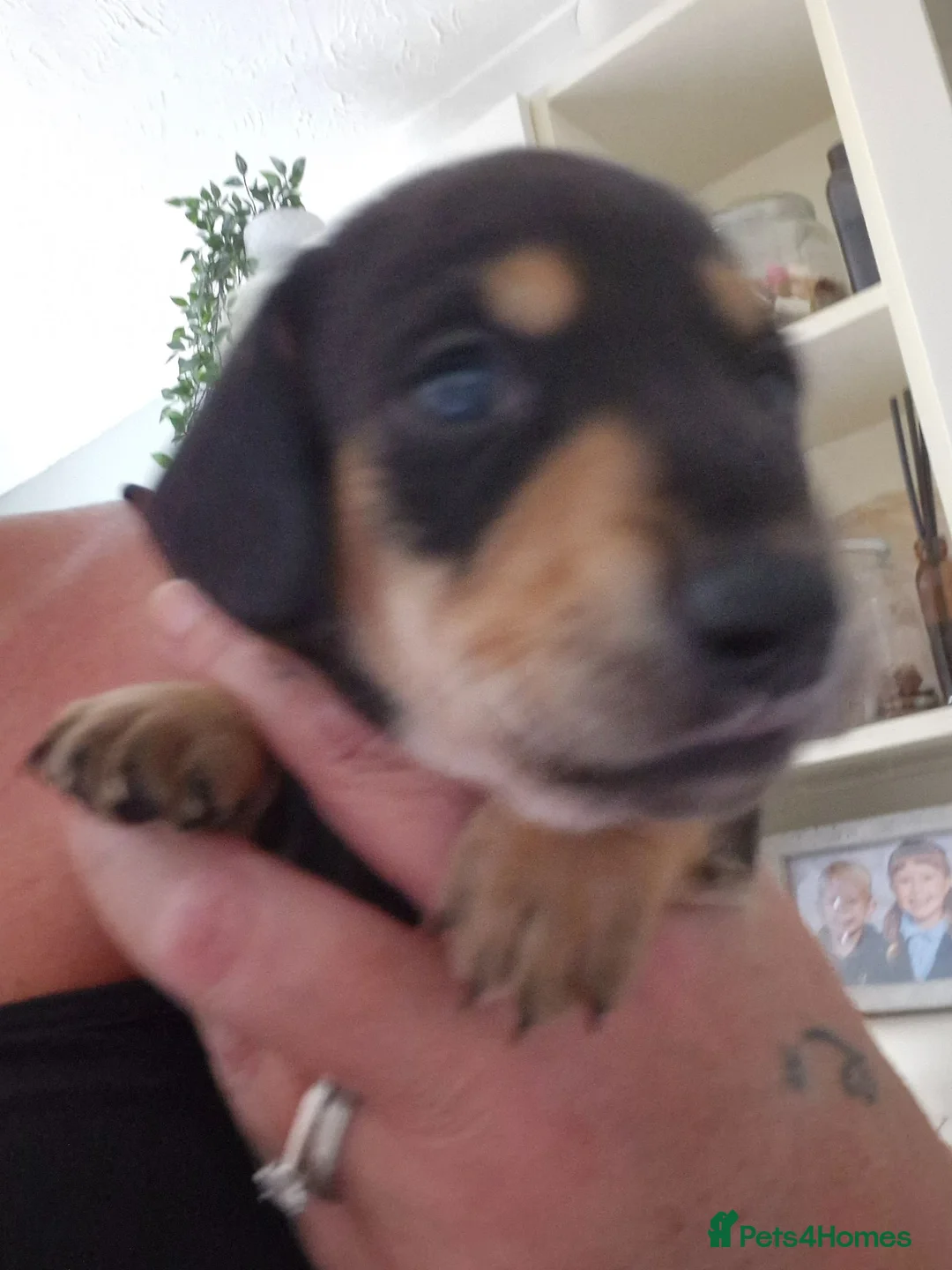 Dachshund dogs for sale: Beautiful KC Registered Dachshund puppies  - Advert 2