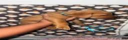 Labrador Retriever dogs for sale: Homebreed Red Fox Labrador Puppies  - Advert 8