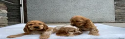 Cocker Spaniel dogs for sale: KC HEALTH TESTED show type cocker ⭐️  in Llanybydder - Advert 8