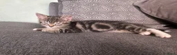 Mixed Breed cats for sale: Four beautiful tabby kittens - Advert 5