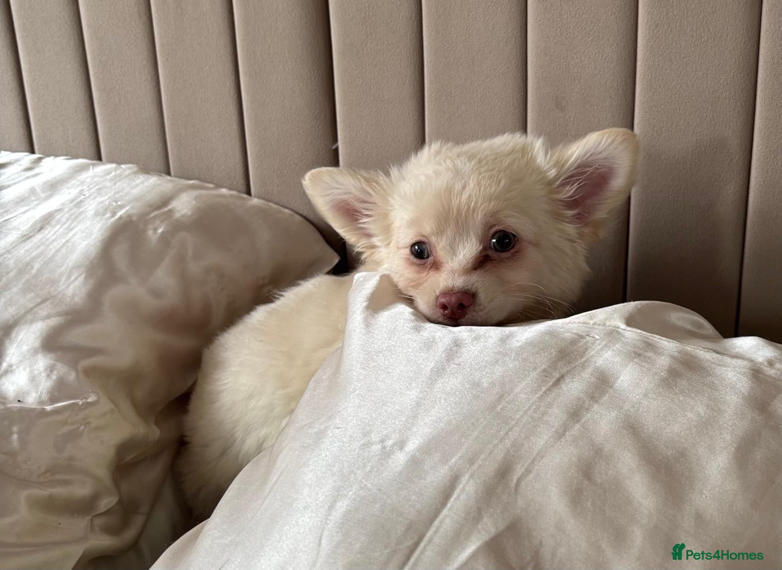 Chihuahua dogs for sale: Full Pedigree Chihuahua Puppy in Southampton - Advert 5