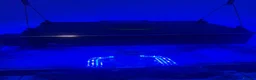 Other/Mixed Breed fish for sale: marine fish tank in Abingdon - Advert 4