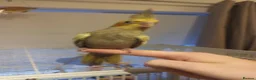 Cockatiels birds for sale: Cockatiel - Hand Tamed Baby - Ready Now - Advert 4
