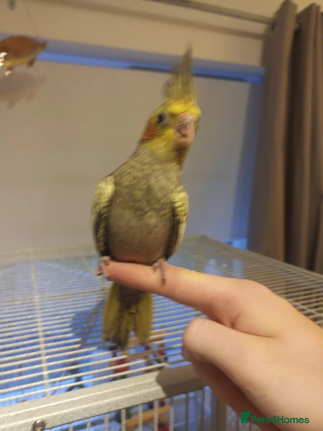 Cockatiels birds for sale: Cockatiel - Hand Tamed Baby - Ready Now - Advert 4