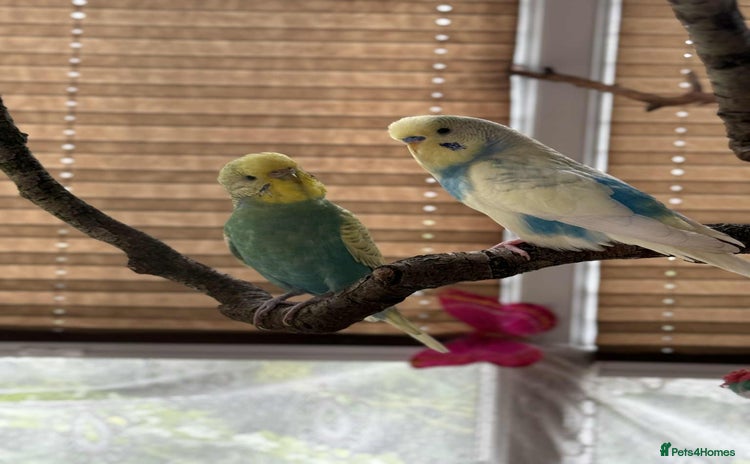 Budgerigars birds - Advert 2