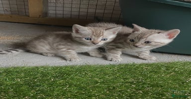 Bengal cats - Advert 9