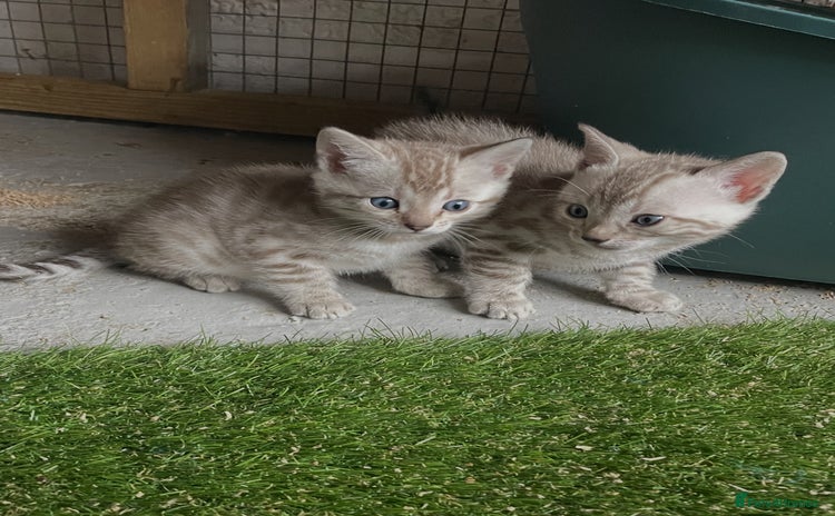 Bengal cats - Advert 1