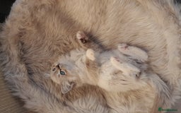 Ragdoll cats for sale: Lovely Ragdoll - Image 4