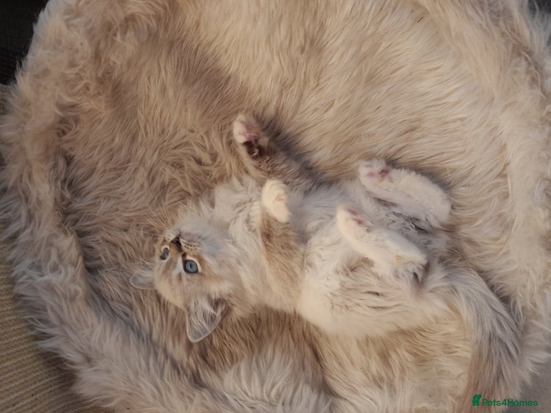 Ragdoll cats for sale: Lovely Ragdoll - Image 4