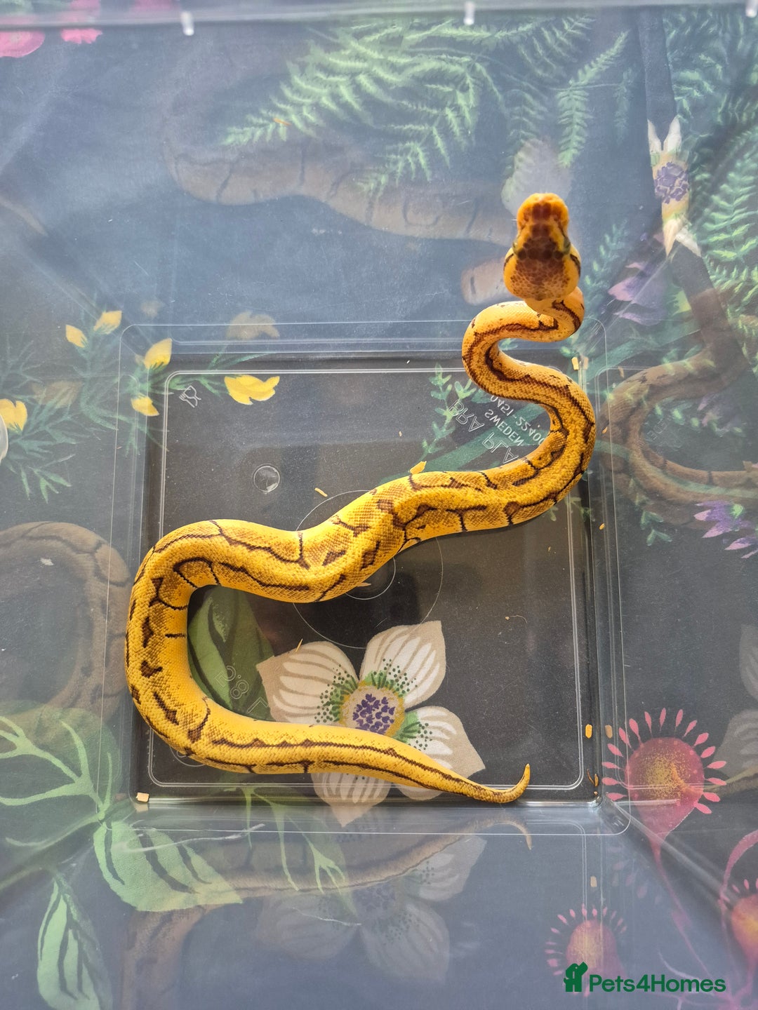 Python Snake reptiles for sale: Male Royal Pythons - Advert 3