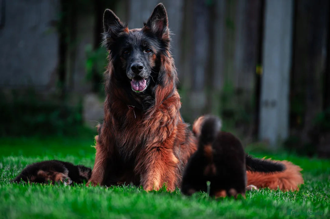German Shepherd dogs for sale: ❤️❤️❤️Amazing GSD Puppies longhaired❤️❤️❤️ - Advert 2