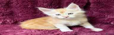 Maine Coon Kitten 3