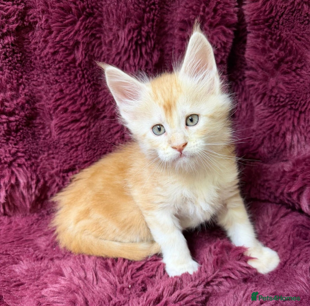 Maine Coon cats for sale: Pure Maine Coon kittens available  - Advert 5