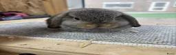 Mini Lop rabbits for sale: BRC rung and vaccinated Baby rabbits  - Advert 3