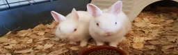 Netherland Dwarf rabbits for sale: Pure netherland dwarfs from BRCregistered parents in Pontypridd - Advert 7
