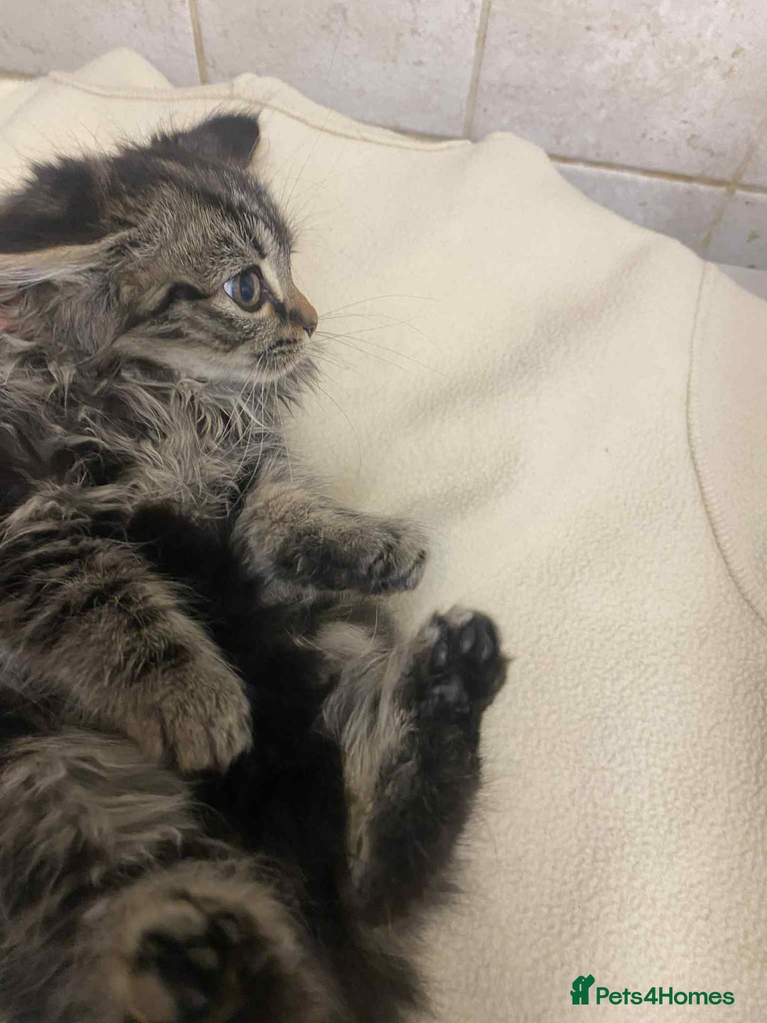 Mixed Breed cats for sale: Beautiful rag doll cross kittens - Image 7