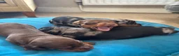 Miniature Dachshund dogs for sale: 4 Gorgeous Miniature Dachshund puppies - Advert 9