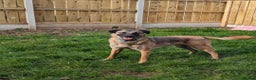 Mixed Breed dogs for adoption: Meet Pickle, currently residing in Wales in Barry - Advert 20