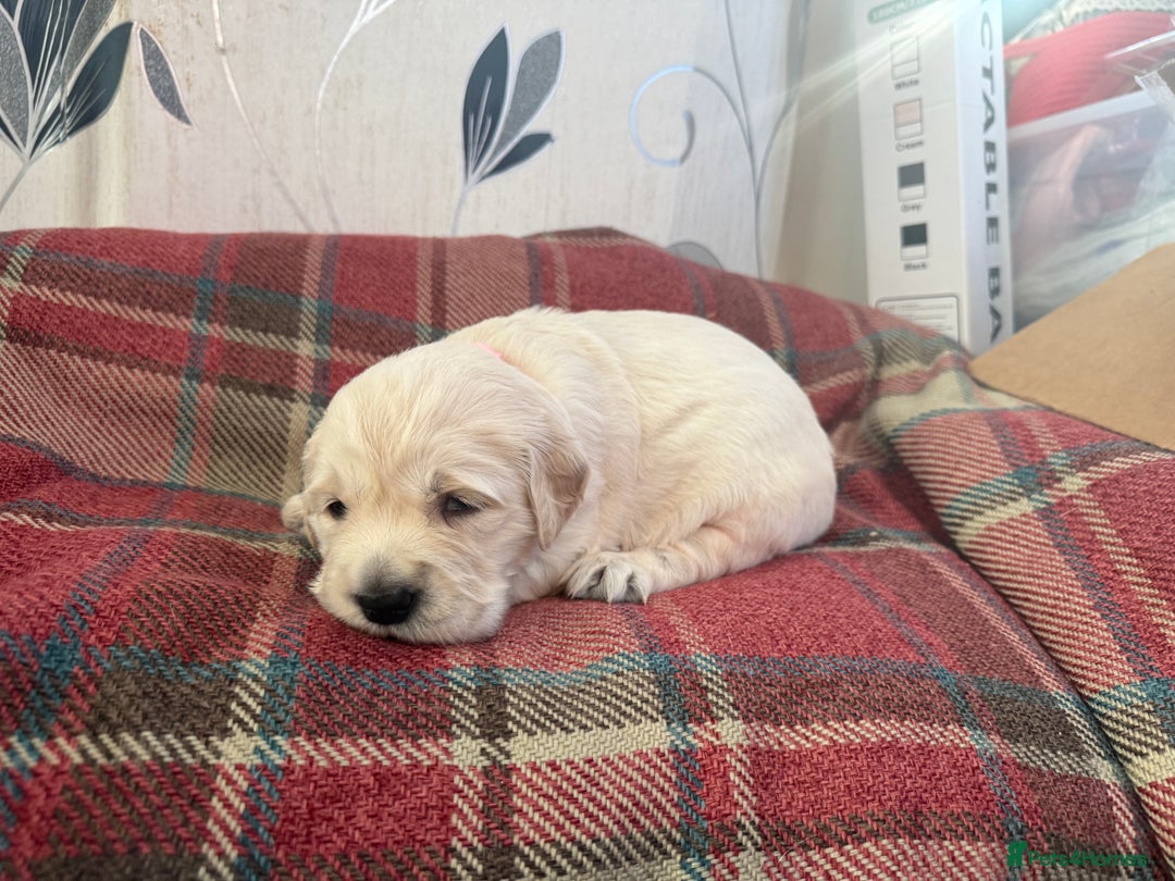 Golden Retriever dogs for sale: Kc health tested golden retrievers  - Advert 8