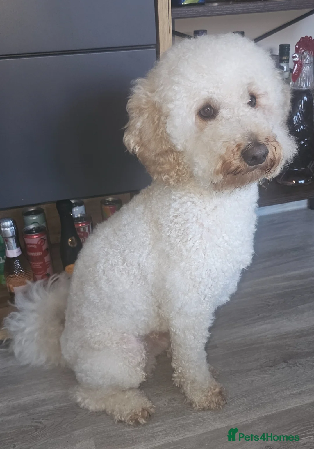 Toy Poodle dogs for stud: Caramel - Advert 2