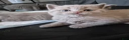 British Shorthair cats for sale: British shorthair kittens  - Advert 16