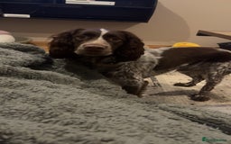 Sprocker dogs for sale: Sprocker for rehoming  - Image 5