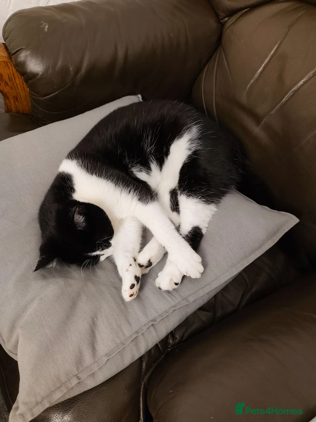 Mixed Breed cats for sale: 3 beautiful playful kittens  - Advert 1