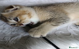 British Shorthair cats for sale: Scottish Fold and Straight kittens  - Image 32