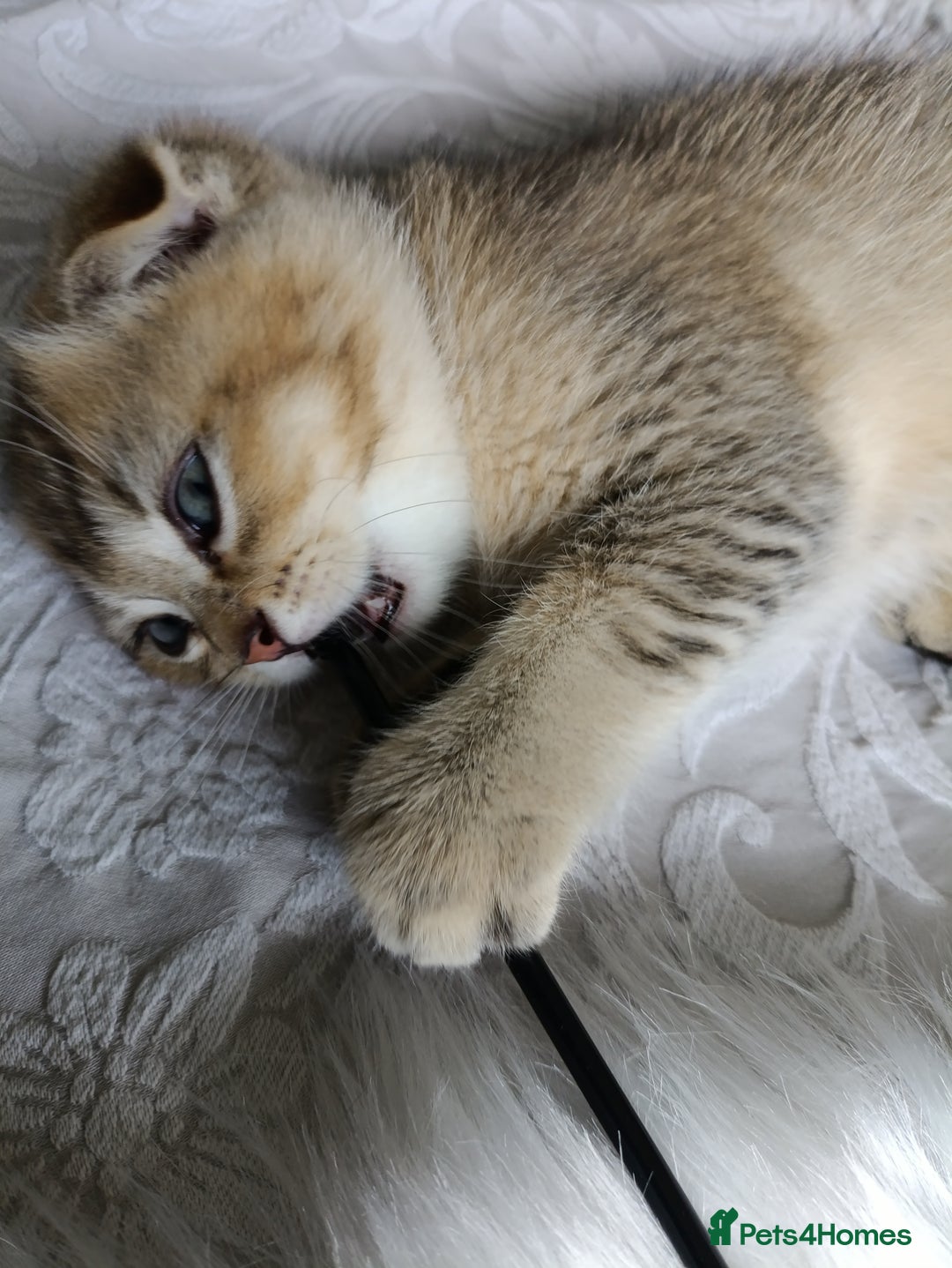 British Shorthair cats for sale: Scottish Fold and Straight kittens  - Image 32
