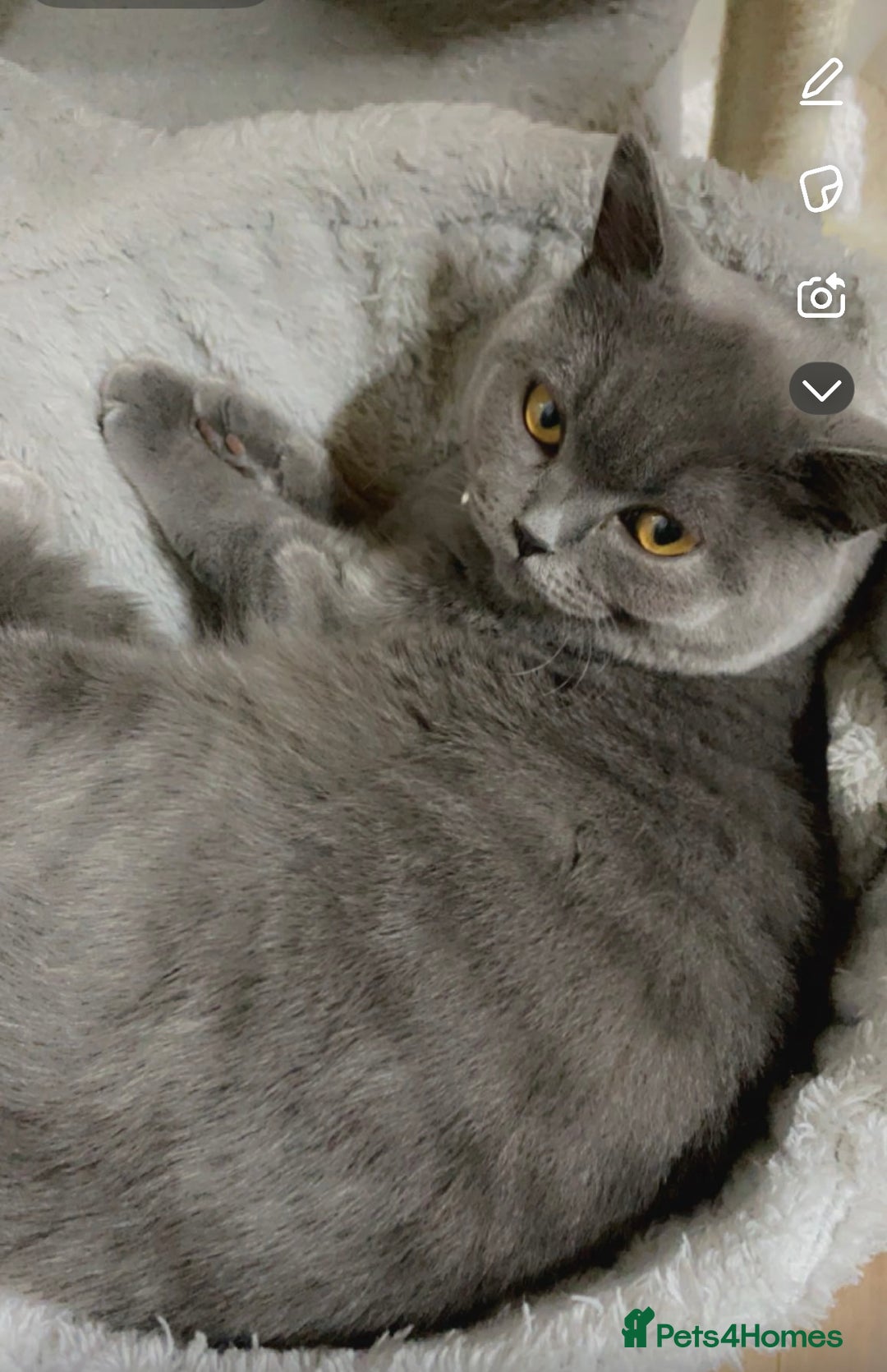 British Shorthair cats for sale: British shorthair cat Female  - Advert 1