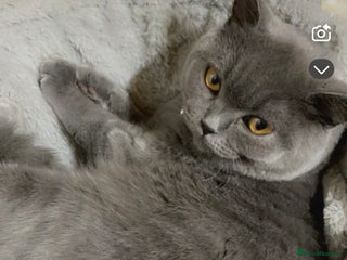 British Shorthair cats British shorthair cat Female - Advert 1