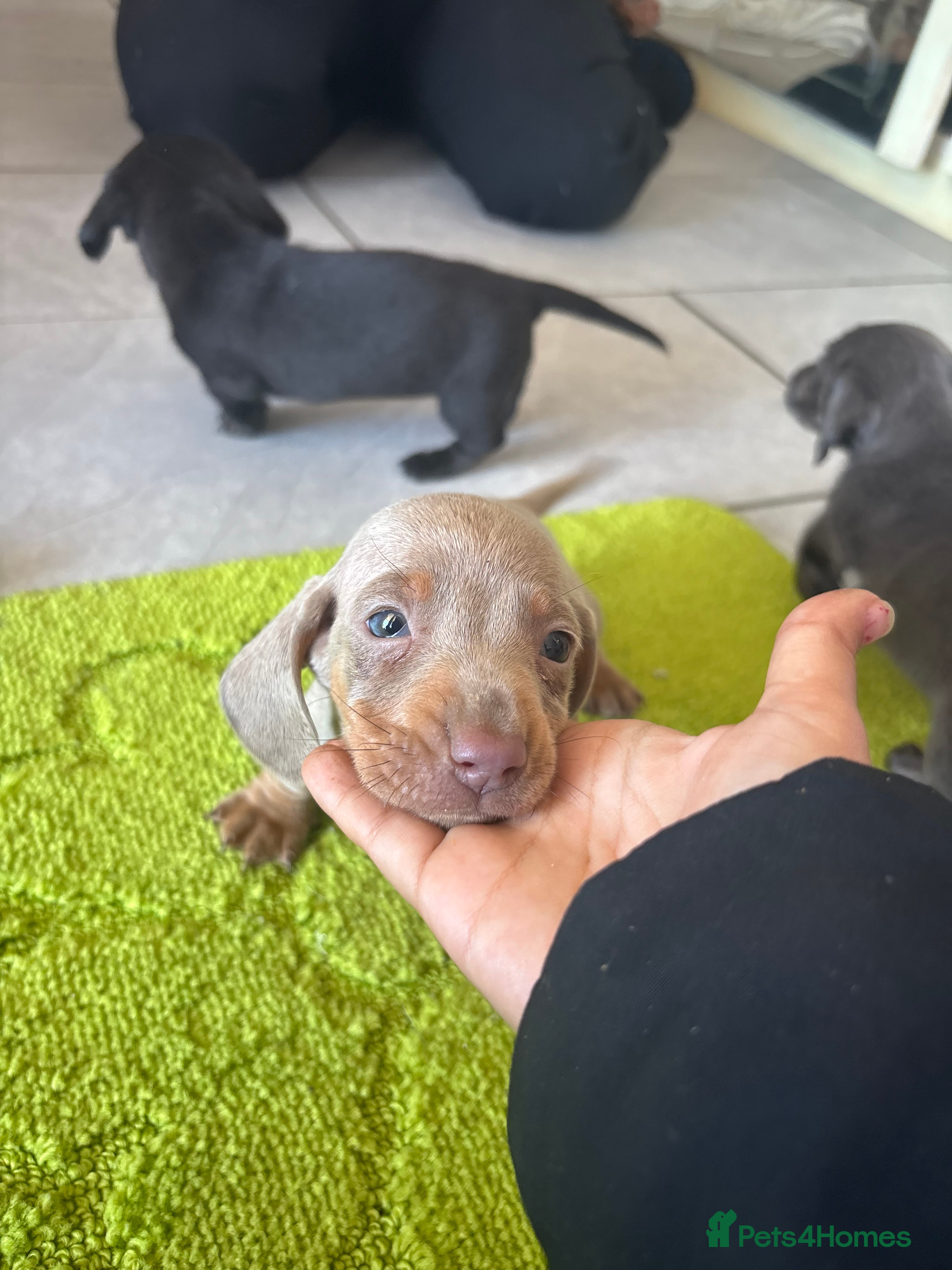 Miniature Dachshund dogs true tiny dachshunds! - Advert 15