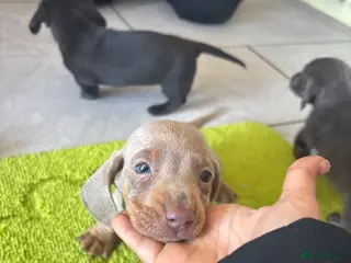 Miniature Dachshund dogs true tiny dachshunds! - Advert 15