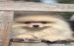 Pomeranian dogs for sale: Cream girl & sable boy - Image 3