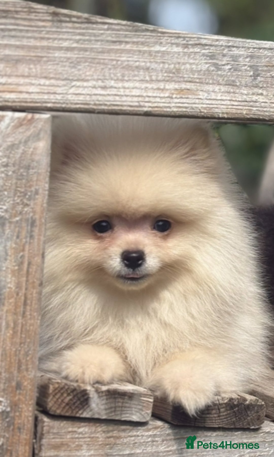 Pomeranian dogs for sale: Cream girl & sable boy - Image 3