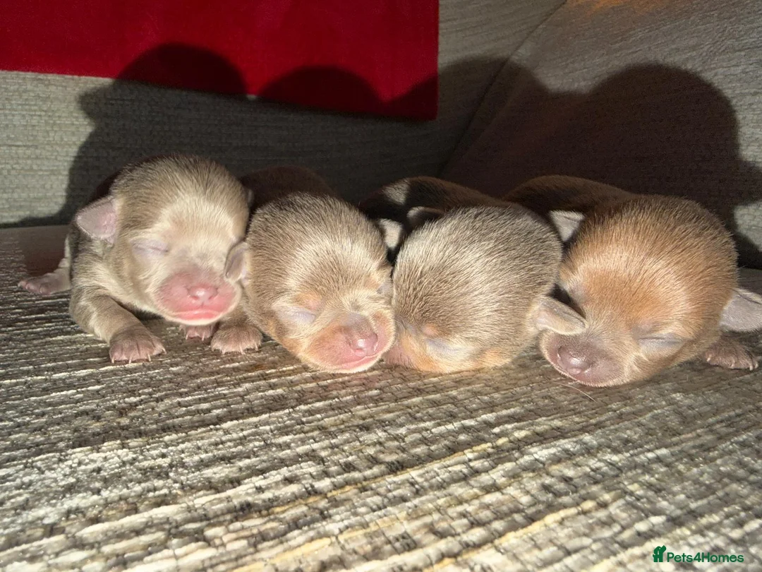 Chihuahua dogs for sale: Rare blue lilac miniature chihuahua  - Advert 1