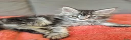 Maine Coon cats for sale: Beautiful Maine Coon Kittens–Ready for new Homes  - Advert 7