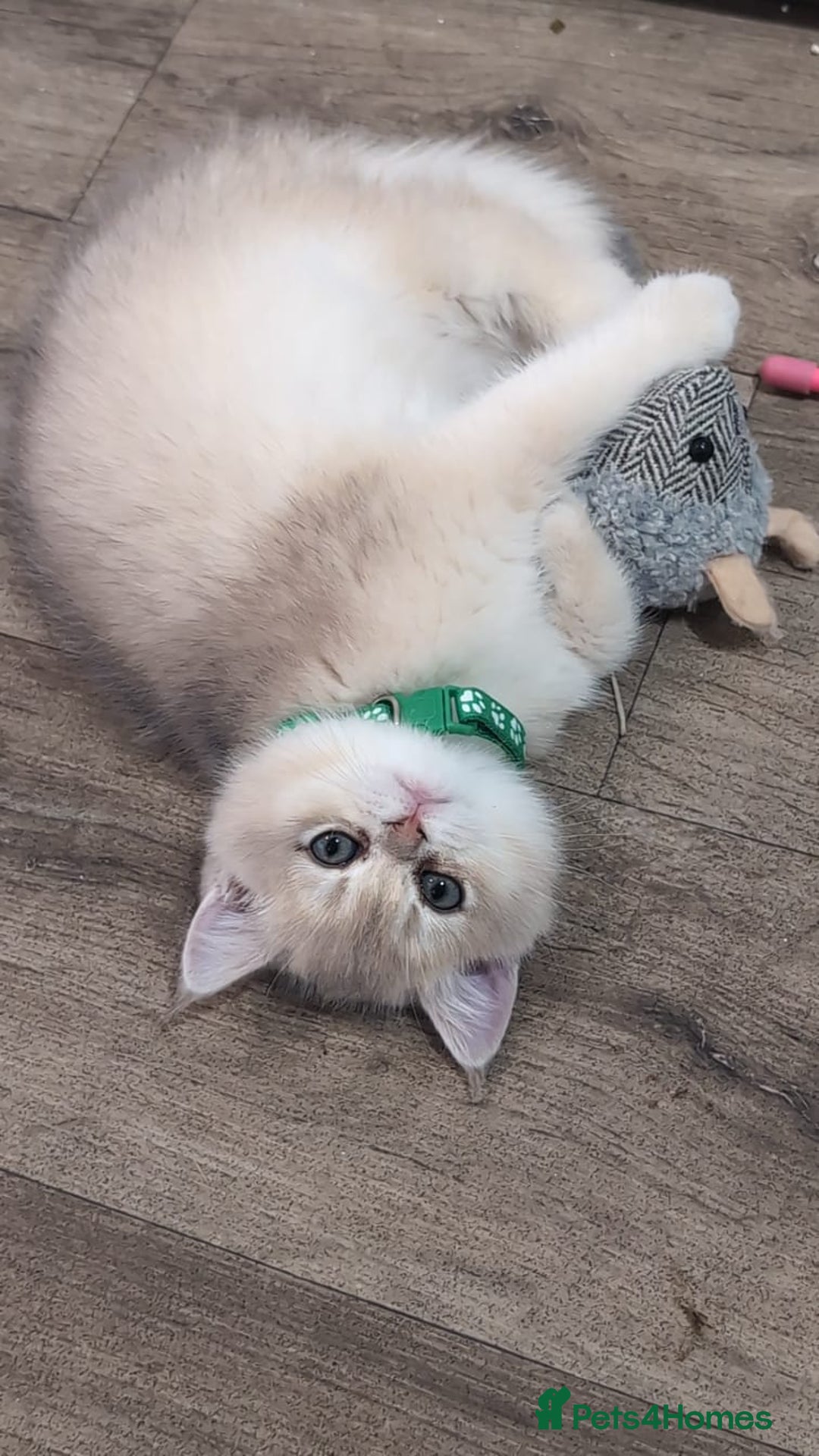 British Shorthair cats for sale: One lovely girl and three handsome boys  - Image 19