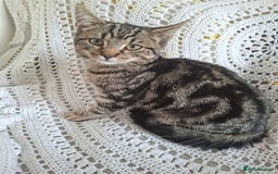 British Shorthair cats for sale: domestic kittens to sale - Image 6