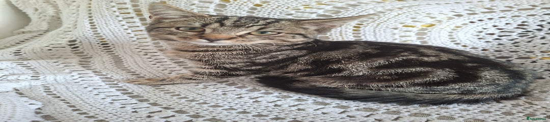 Domestic Shorthair Kitten 3