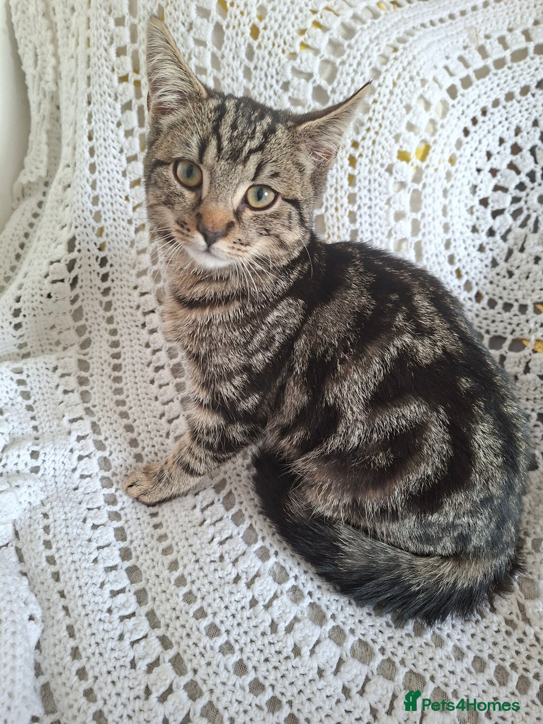 British Shorthair cats for sale: domestic kittens to sale - Image 6